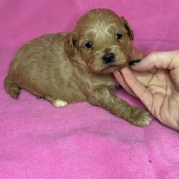 Nutmeg - Apricot female Maltipoo puppy in Lancaster, Kentucky from Dream Paws Puppies, LLC