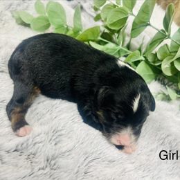 Penelope - Black and white female Aussiedoodle puppy in Hamilton, Michigan from White Pine Farm