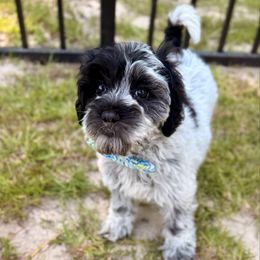 June-Turquoise - Black and chalk female Australian Labradoodle puppy in Calhoun, Louisiana from Arrowhead Australian Labradoodles