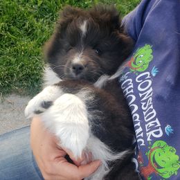 Macho - Black and white male Shetland Sheepdog puppy in Wiggins, Colorado from Enlia Shelties