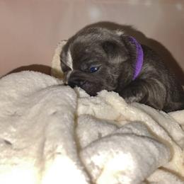 French Bulldog Puppies from Lovemyfrenchies