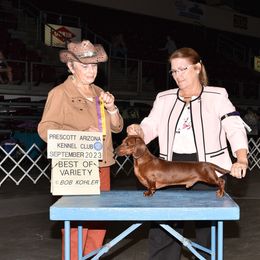 Dachshund All Grown Up from Lashunds Miniature Dachshunds