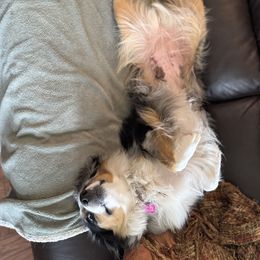 EL - Miniature Australian Shepherd