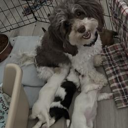 Havanese puppies from VanCort's Happy Havanese