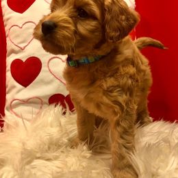 Girl 2 - Goldendoodle puppy in Ohio from Mini Doodles Dandy