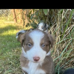 Australian Shepherd Puppies from Chippewa Falls Aussie Paws