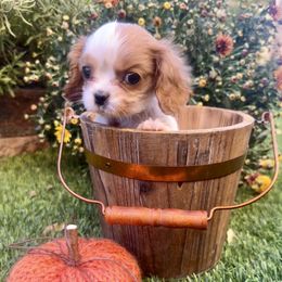 Benedict - Blenheim male Cavalier King Charles Spaniel puppy in Las Vegas, Nevada from Heaven Sent Cavaliers