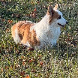 Ferris - Pembroke Welsh Corgi