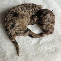 Girl 1- Eve - Merle female Cavapoo puppy in London, Kentucky from Blue Meadow Puppies