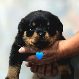 Male 1 - Black and mahogany male Rottweiler puppy in Live Oak, Florida from K&R RANCH KENNELS