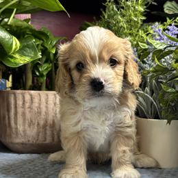 River - Apricot male Cavapoo puppy in Grove, Oklahoma from Rocky Oak Cavaliers & Biewer Terriers LLC