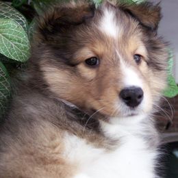 "Naughty" Shetland Sheepdog Puppies from Acres Flats Shelties