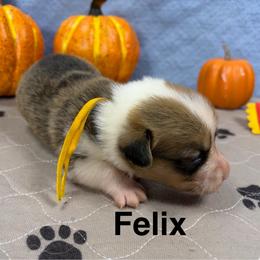 Felix - Red male Pembroke Welsh Corgi puppy in Apison, Tennessee from Ashmore Corgis