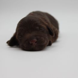 Petra - Chocolate female Australian Cobberdog puppy in Bellingham, Minnesota from Whispering Prairie Australian Cobberdog
