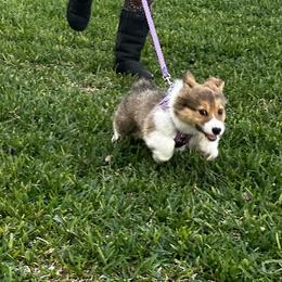 Pembroke Welsh Corgi Puppies from Campbell Ranch Corgis