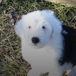 Old English Sheepdog Puppies from Roland Hills Farm