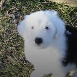 Old English Sheepdog Puppies from Roland Hills Farm