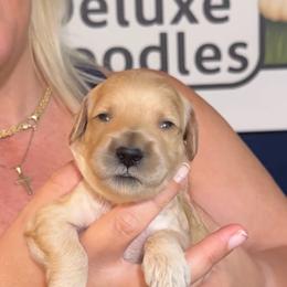 Odysseus - Apricot male Goldendoodle puppy in Lake Panasoffkee, Florida from Donnas Deluxe Doodles LLC