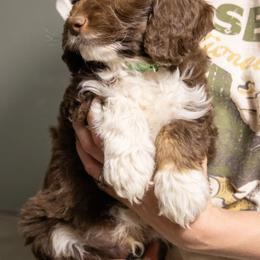 Aussiedoodle Puppies from Amos and Oak Doodles