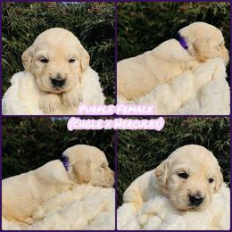 Purple - Light golden female Golden Retriever puppy in Harrisburg, North Carolina from Bunn Ranch Goldens & Bernese