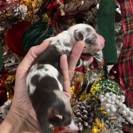 Dachshund Puppies from Buzzard kreek Kennels