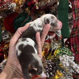 Dachshund Puppies from Buzzard kreek Kennels