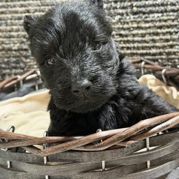 Boy 3 - Black male Scottish Terrier puppy in Nickelsville, Virginia from Pecan Creek