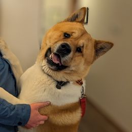 Brutus - Akita