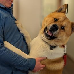 Brutus - Akita