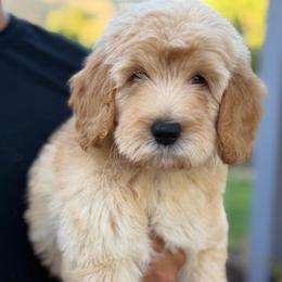 Hendrix - Apricot male Goldendoodle puppy in Yuciapa, California from AlltheDoodlez_