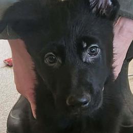 Black - Black male German Shepherd puppy in Richland, New York from Hirten Bray Hugel