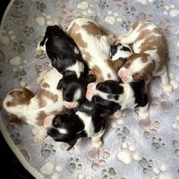 Australian Shepherd and Cavalier King Charles Spaniel Puppies from FairWilde