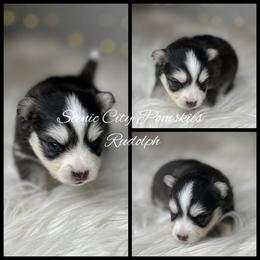 Rudolph - Black and white male Pomsky puppy in Rossville, Georgia from Scenic City Pomskies