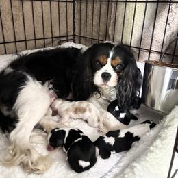 Mullins - Tri-color male Cavalier King Charles Spaniel puppy in Lula, Georgia from Cavaliers by Crumley