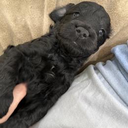 Guiness - Black male Goldendoodle puppy in Sarasota, Florida from Doodle Lovin