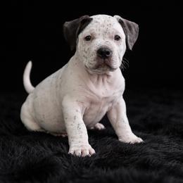 Snoopy - White male American Bully puppy in Conroe, Texas from Titanium Kilo Kennels Texas