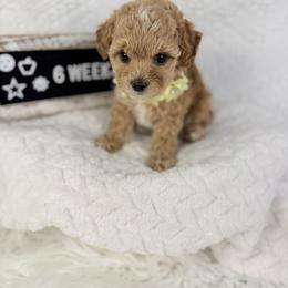 Yello - Apricot female Poodle puppy in Florida from Adorable Toy-Miniature Poodles