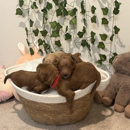 Goldendoodle Puppies from Wesley Doodles