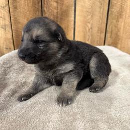 Blue HC - Black and tan male German Shepherd puppy in Terra Alta, West Virginia from Shepherd Country Farm and Kennels