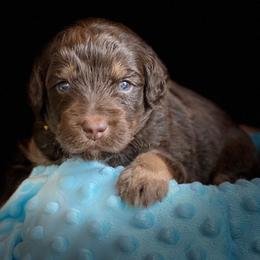 Bernedoodle and Labradoodle Puppies from Delaney Park Doodles
