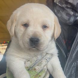 Little Winter Spirit - Yellow male Labrador Retriever puppy in Baldwin City, Kansas from Hedge Lane Labradors