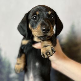 Dachshunds from Wilderness Weenies