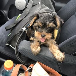 Yorkshire Terrier Puppies from Diamond in a Rough Yorkies