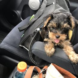 Yorkshire Terrier Puppies from Diamond in a Rough Yorkies