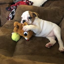 Bulldog Puppies from Pitts Kennel