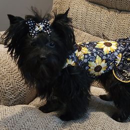 Diamond - Yorkshire Terrier