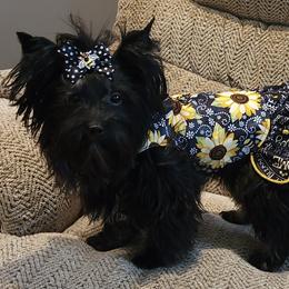 Diamond - Yorkshire Terrier