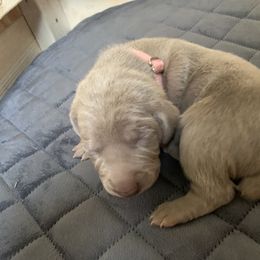 Weimaraner Puppies from Golden Hill’s Weimaraner’s