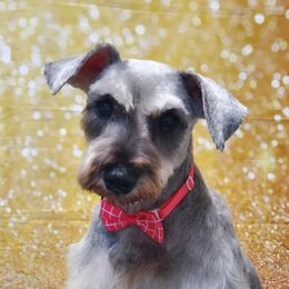 Shadow  - Miniature Schnauzer