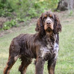 Cooper - English Springer Spaniel